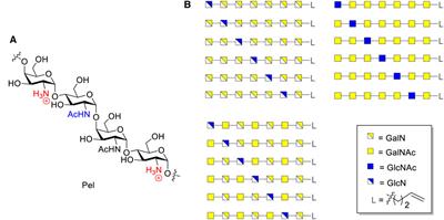 Assembly of a Library of Pel-Oligosaccharides Featuring α-Glucosamine and α-Galactosamine Linkages